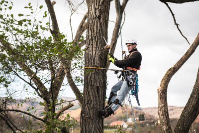 Tree Trimming Insurance in Kellogg, ID by Kellogg Insurance Agency